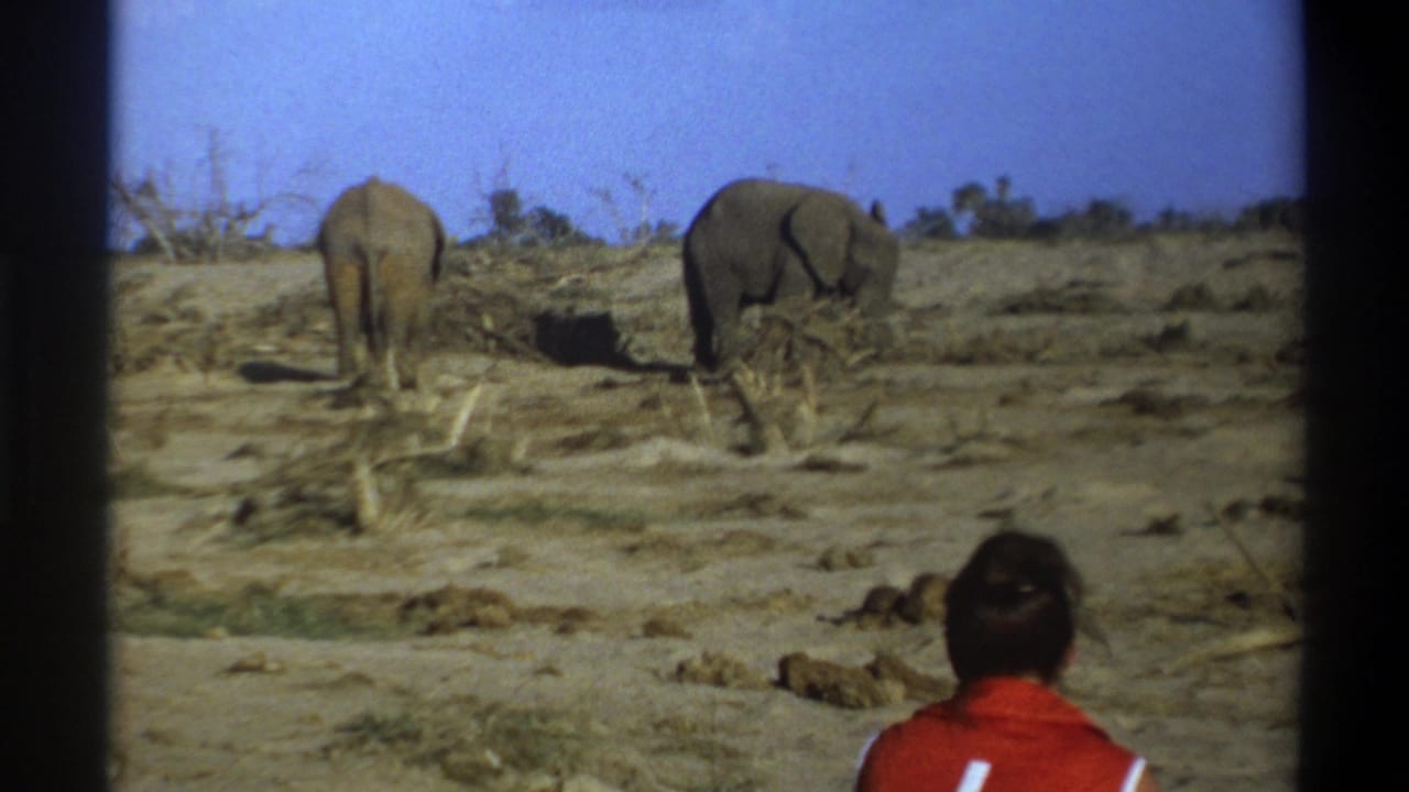 1969 Cape Town home-movie frame showing two elephants in a dry landscape with a viewer in red seen from behind.