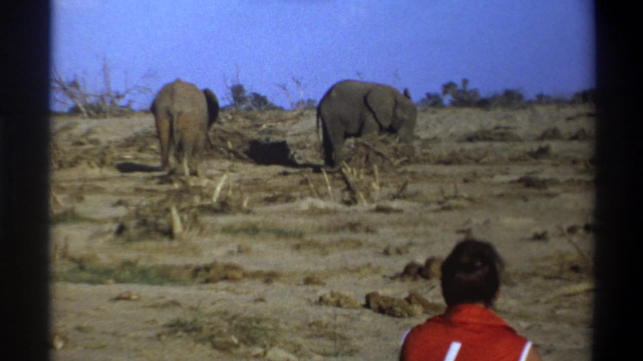 Cape Town, South Africa 1969 frame with two elephants on arid ground and a viewer partly visible at lower right.