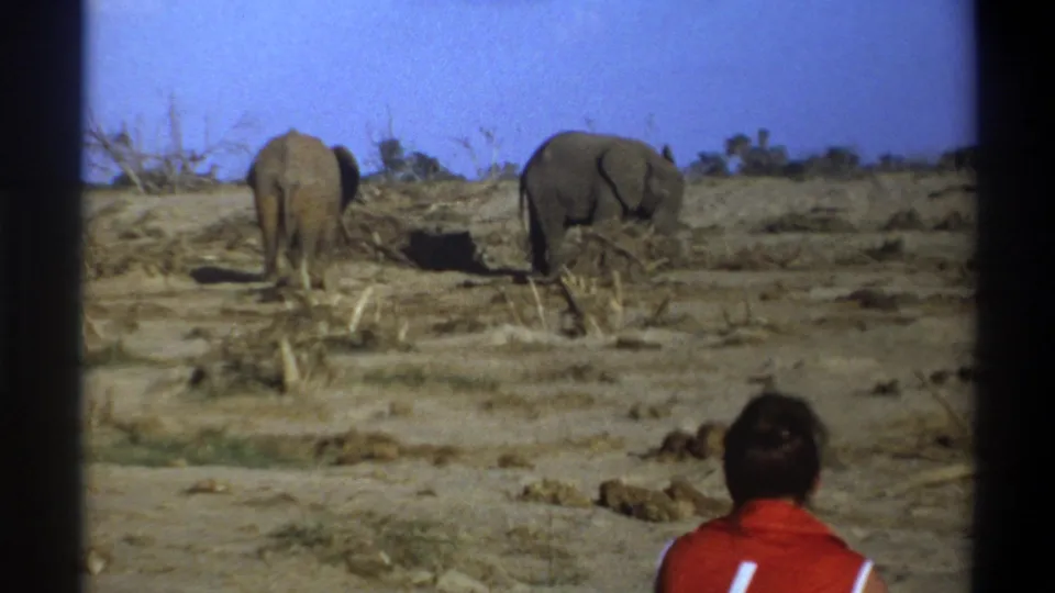 Cape Town, South Africa 1969 frame with two elephants on arid ground and a viewer partly visible at lower right.
