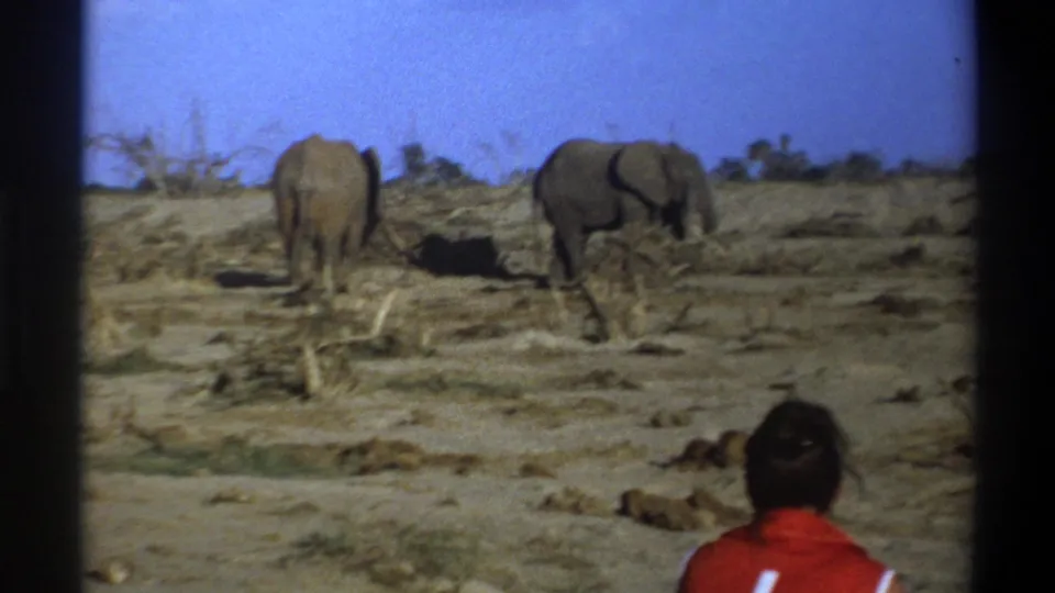 8mm 1969 South Africa frame showing two elephants in a sparse dry landscape with a rear-view human observer.