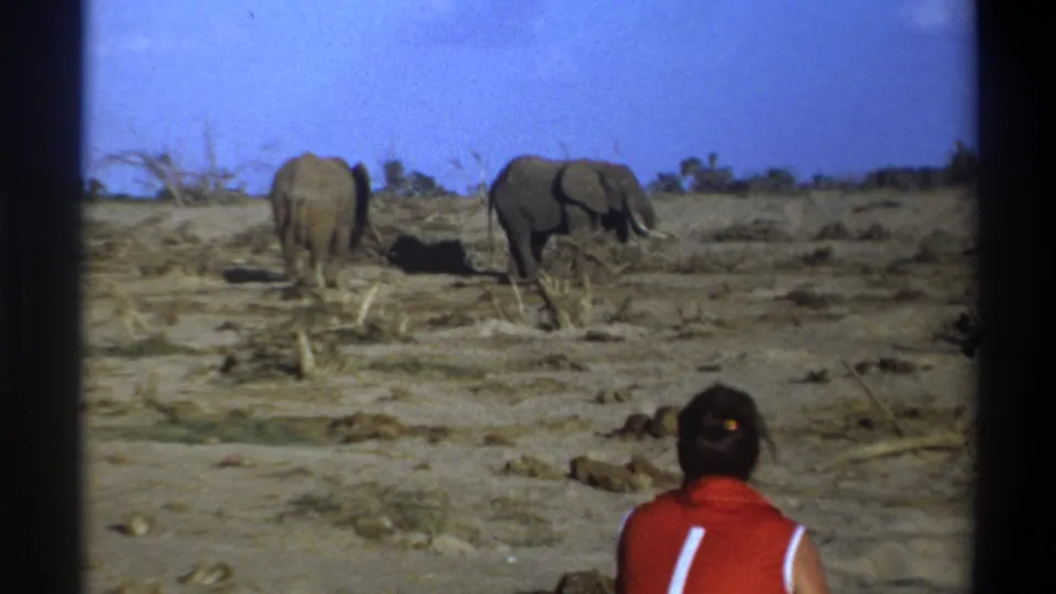 Late-1960s 8mm frame of elephants in an arid Cape Town landscape, with a human observer at the bottom right.