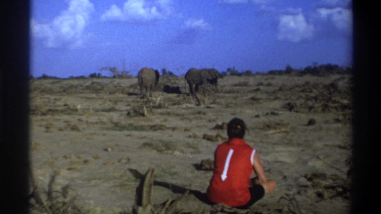 Two elephants move in the distance while a seated man watches from the foreground.