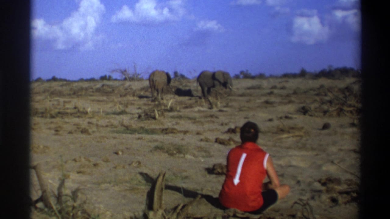 1969 8mm South Africa footage shows a man seated with his back to camera, watching two elephants cross a dusty savanna area.