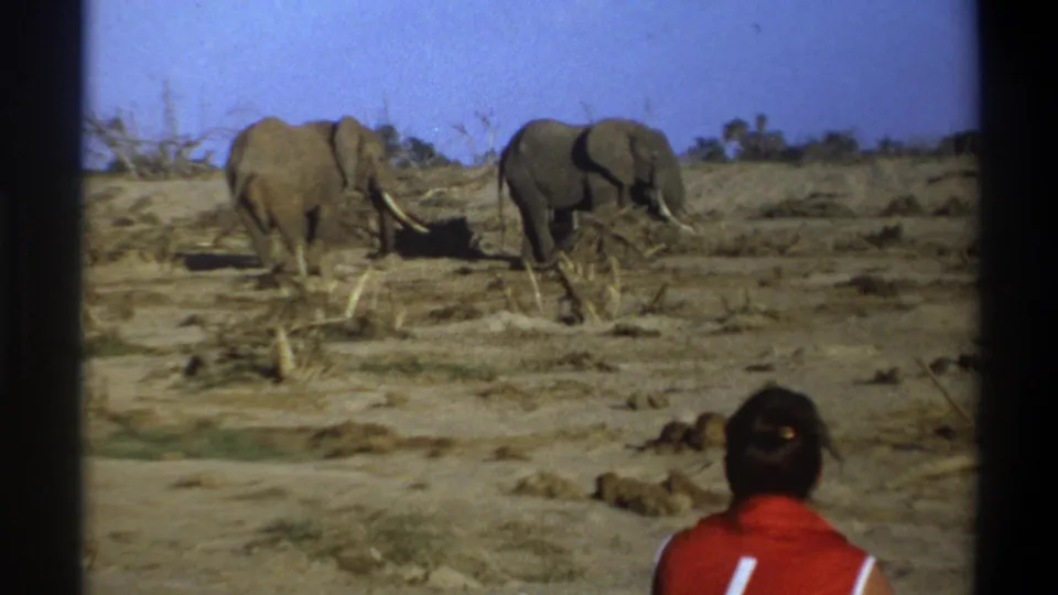 A closer 1969 8mm view shows two elephants on dry South African terrain while the man in red sits partly cropped at lower right.