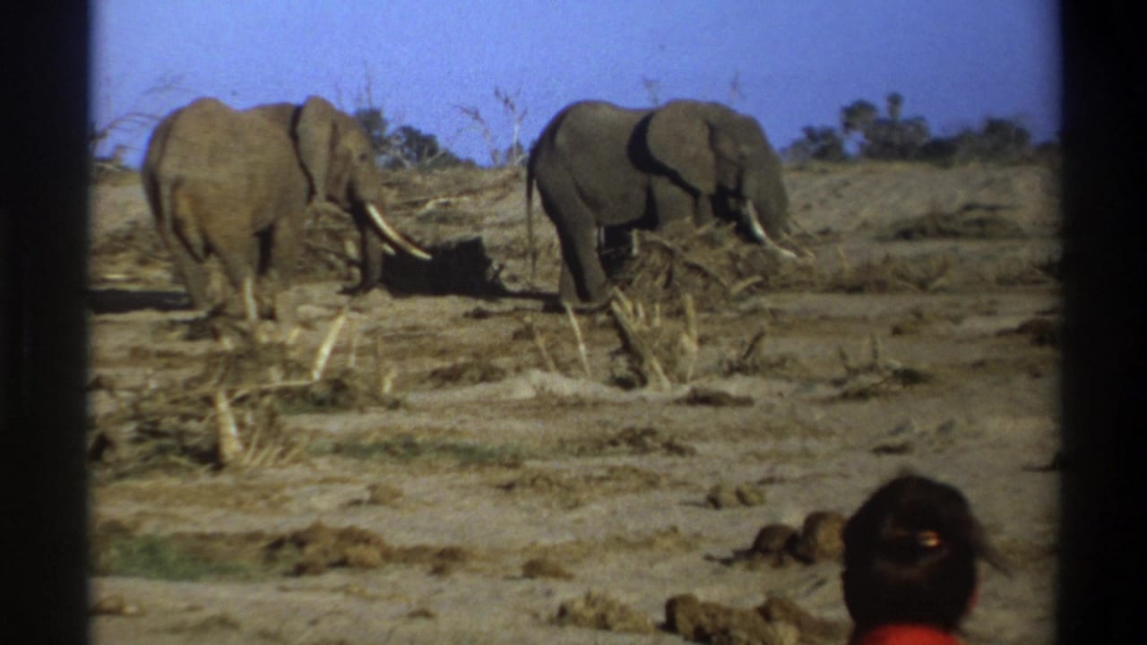 1969 South Africa 8mm frame showing two elephants in a dry open landscape with a woman in red partly visible in the foreground.