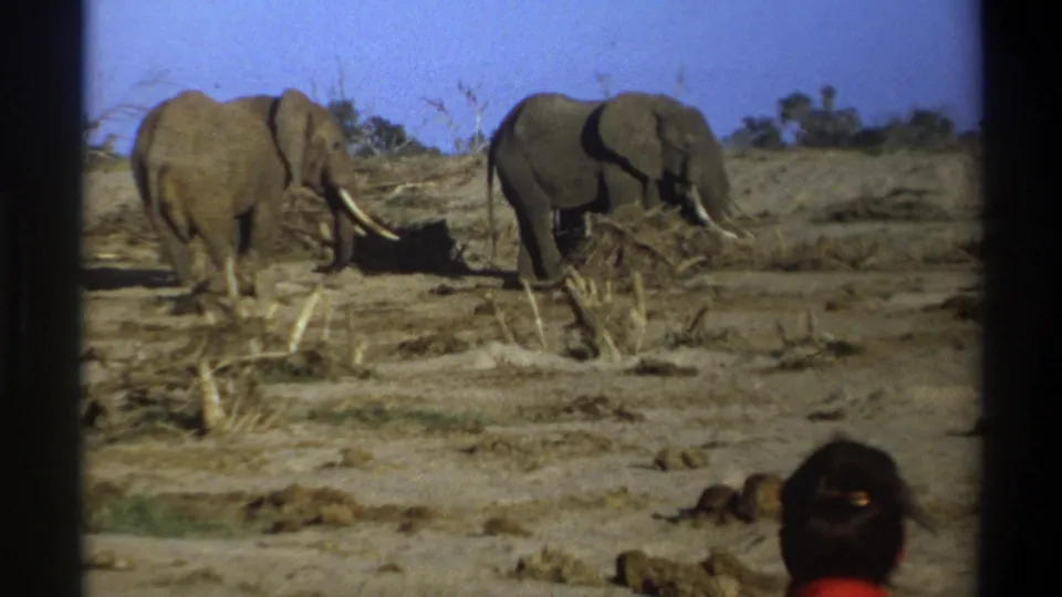 1969 South Africa 8mm frame showing two elephants in a dry open landscape with a woman in red partly visible in the foreground.