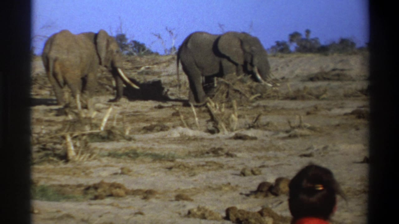Two elephants stand in a dry landscape with the back of a woman's head at the lower right.
