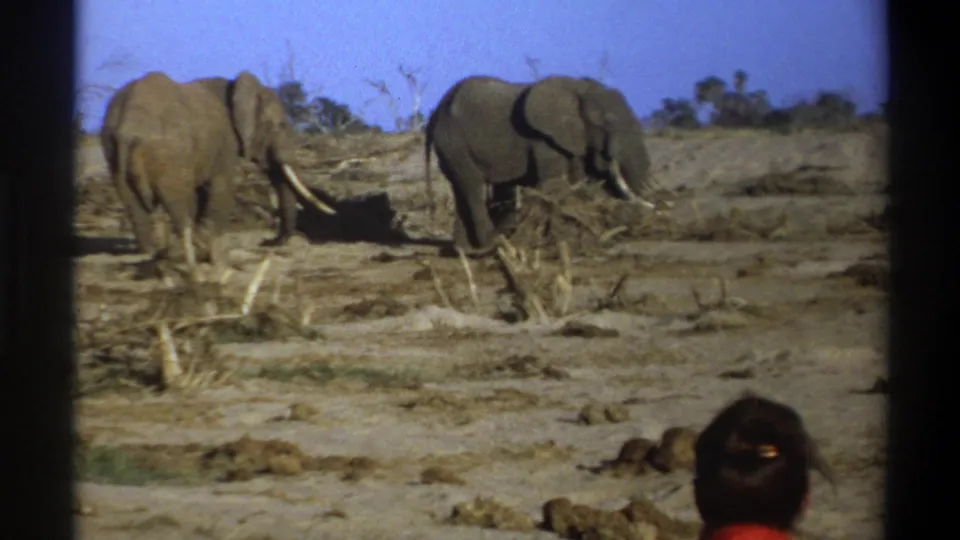 1969 South Africa home-movie frame with two elephants foraging near brush and a foreground woman seen from behind.