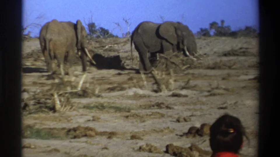 1969 South Africa 8mm frame showing two elephants in open dry terrain with sparse vegetation and a woman in red at the edge.