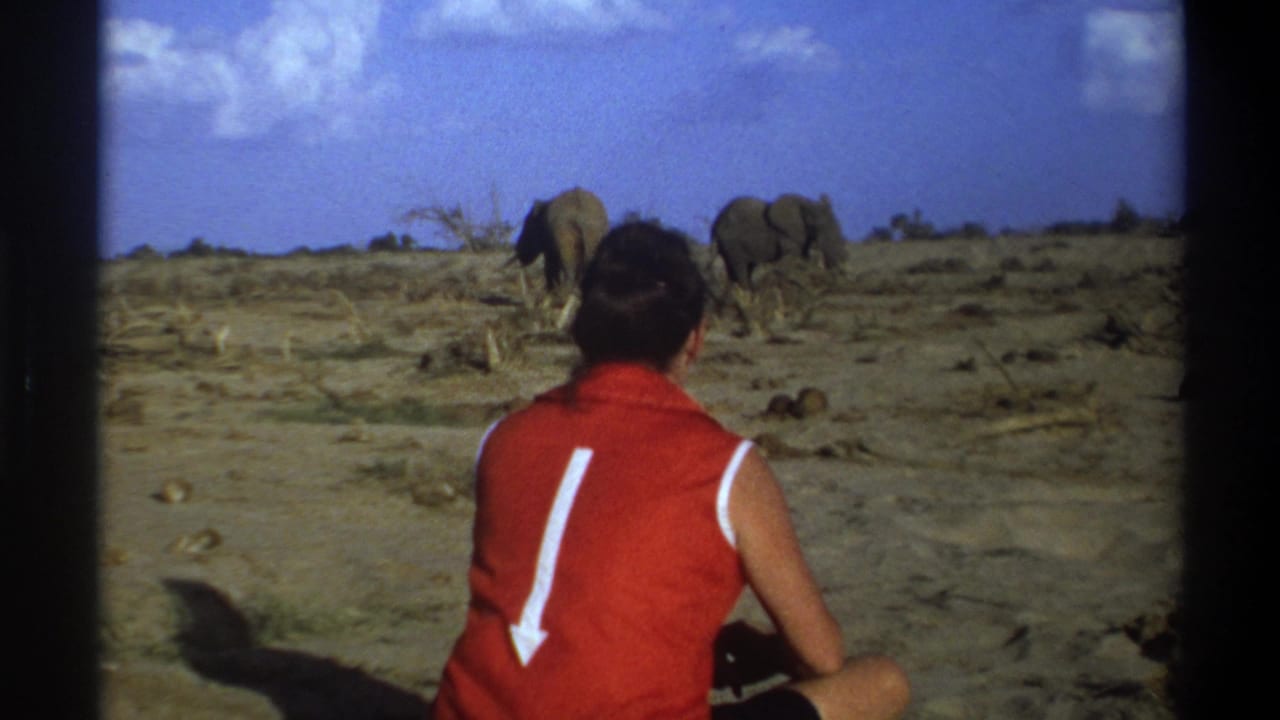 Seated person seen from behind watches two elephants under a blue sky.