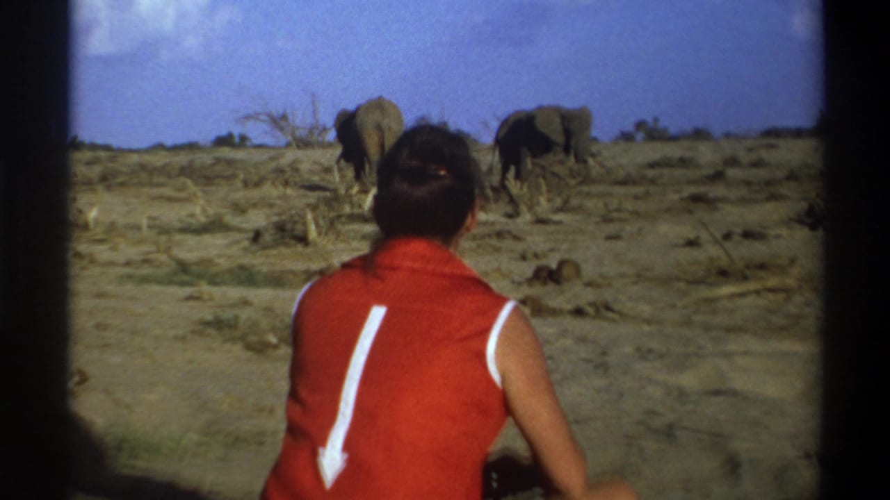 Person seated in foreground watches elephants walking away on dry open ground.