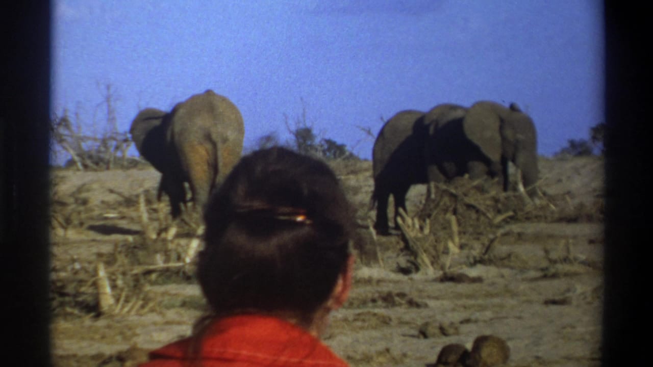 1969 Cape Town 8mm frame showing a seated observer from behind and elephants in a sparse arid landscape.