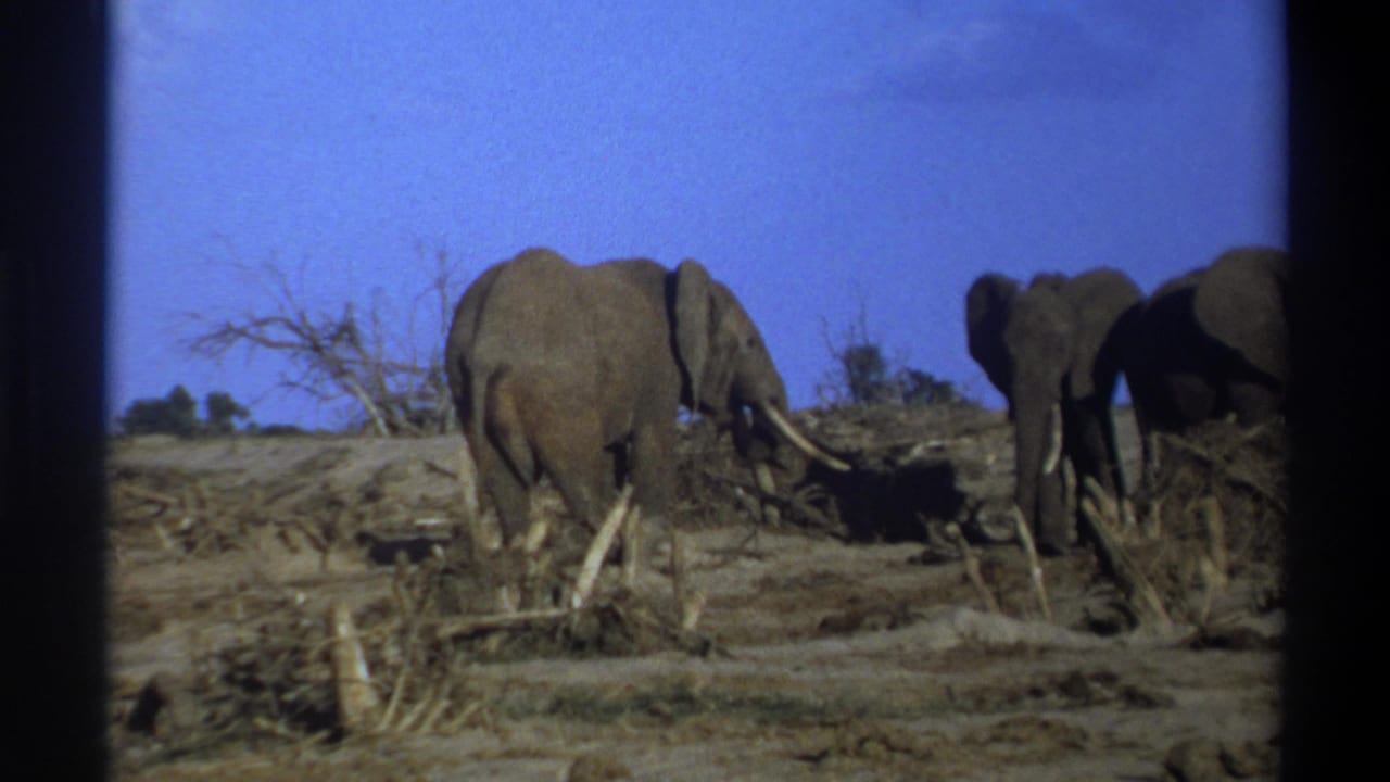 1969 Cape Town, South Africa 8mm frame showing elephants feeding in dry brush beneath a clear blue sky.