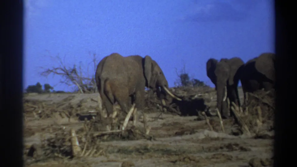 1969 Cape Town, South Africa 8mm frame showing elephants feeding in dry brush beneath a clear blue sky.