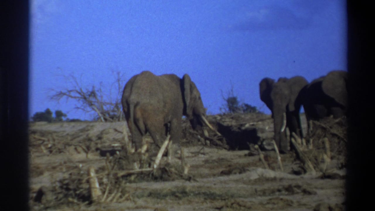 Several elephants stand near brush and stumps in open terrain.
