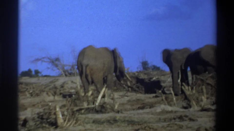 Soft 8mm frame from 1969 Cape Town, South Africa showing elephants foraging near bare branches and dusty ground.