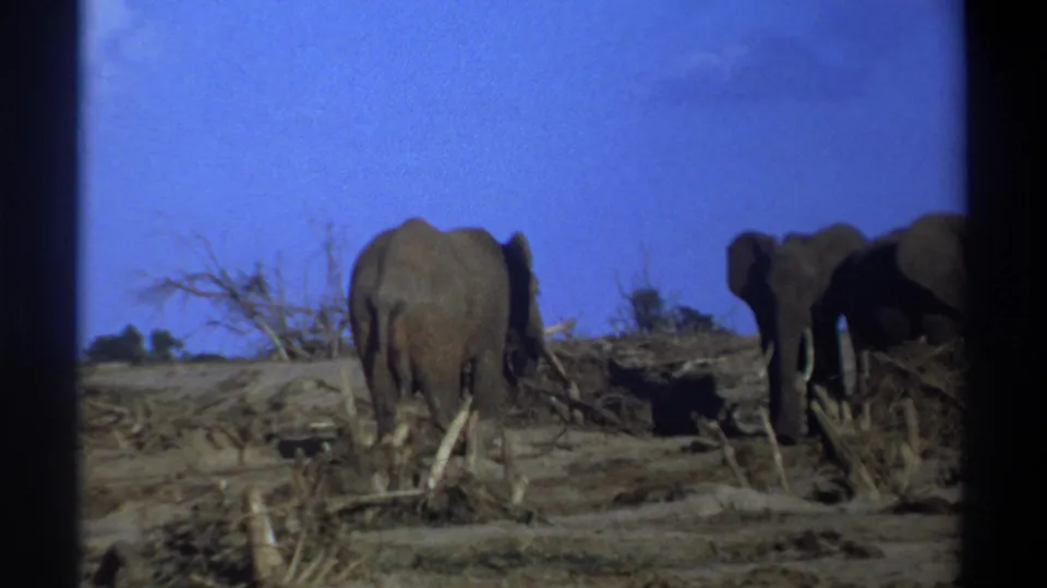 1969 Cape Town, South Africa 8mm still of elephants foraging among brush and branches in open terrain.