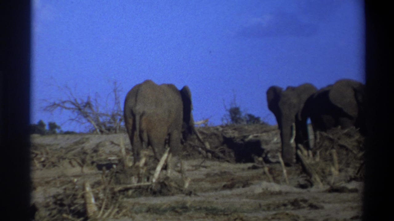 1969 8mm footage from Cape Town, South Africa, showing three elephants moving through dry brush beneath a vivid blue sky.