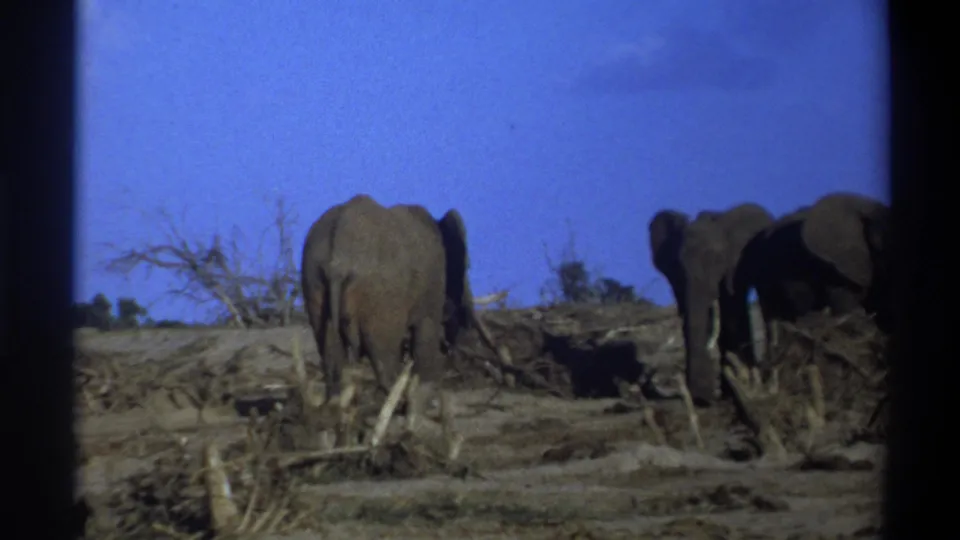 1969 8mm footage from Cape Town, South Africa, showing three elephants moving through dry brush beneath a vivid blue sky.