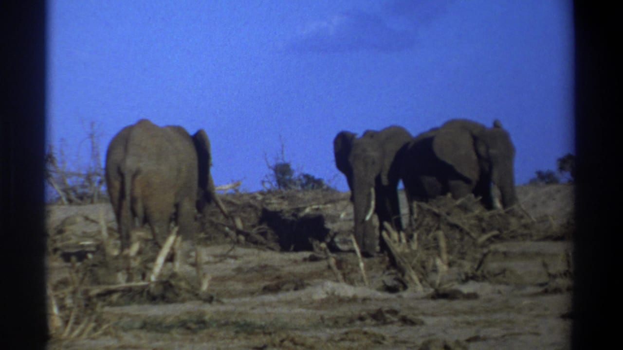 Three elephants appear in a dry South African landscape, with one seen from behind and two grouped at the right.