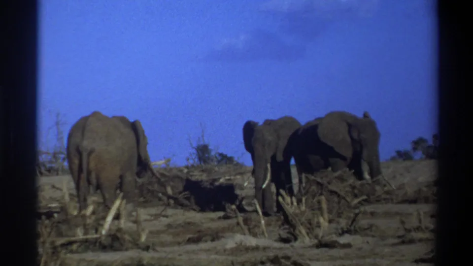 Cape Town 1969 home-movie frame with three elephants in a dry scrub landscape, filmed from a steady distant viewpoint.