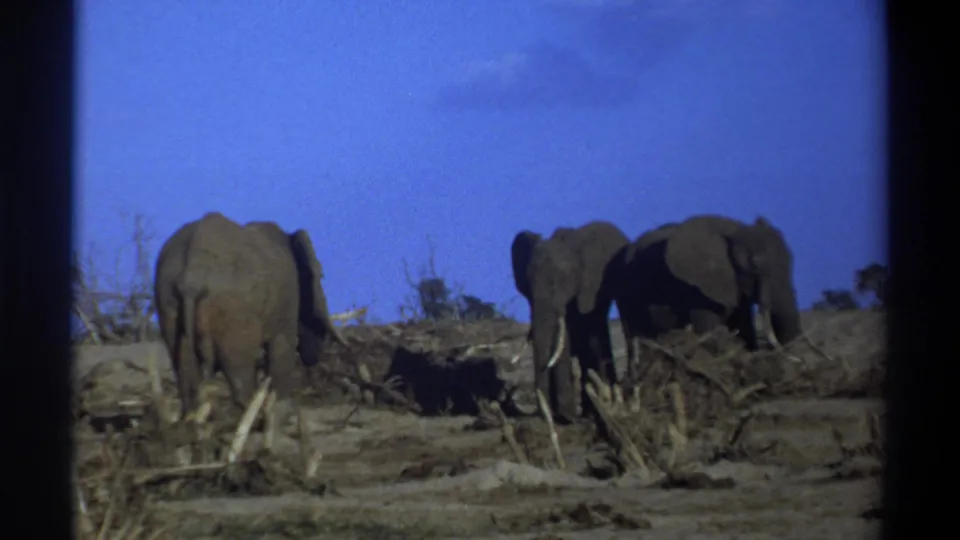 The final 8mm frame shows three elephants grouped in sparse brush, with strong blue sky and dark scan borders visible.