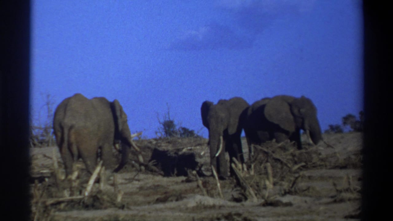 1969 8mm South Africa footage showing elephants with tusks in a dry savanna-like landscape under a blue sky.