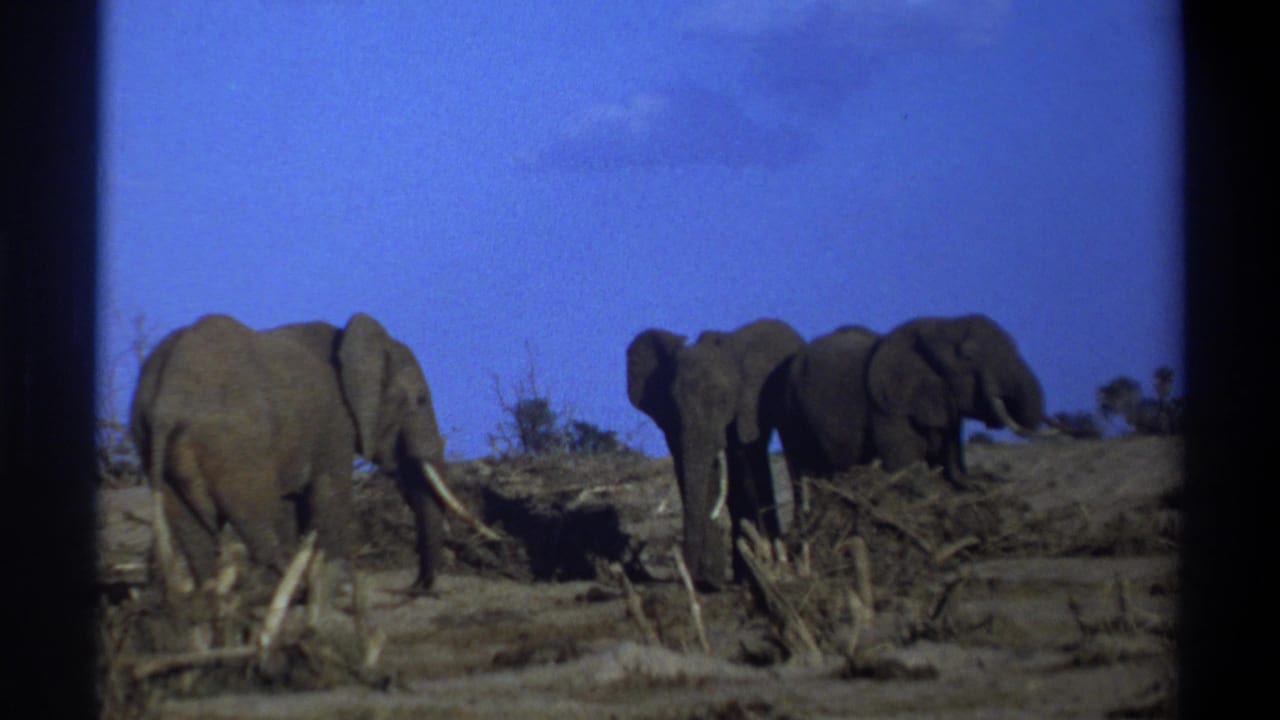 A small group of elephants stands near brush and fallen branches in an open dry landscape.