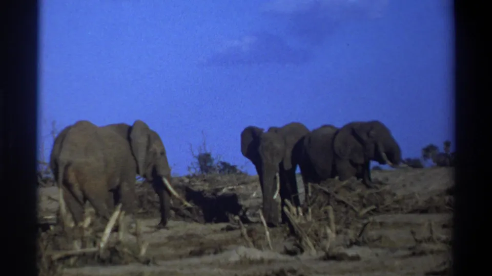 Vintage 8mm view of tusked elephants in South Africa, framed by dark film borders and a deep blue sky.