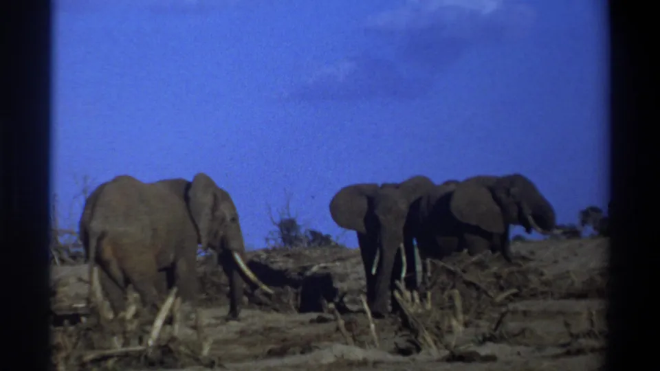 1969 home-movie frame from South Africa with elephants in dry brush, including one closer animal seen from behind.
