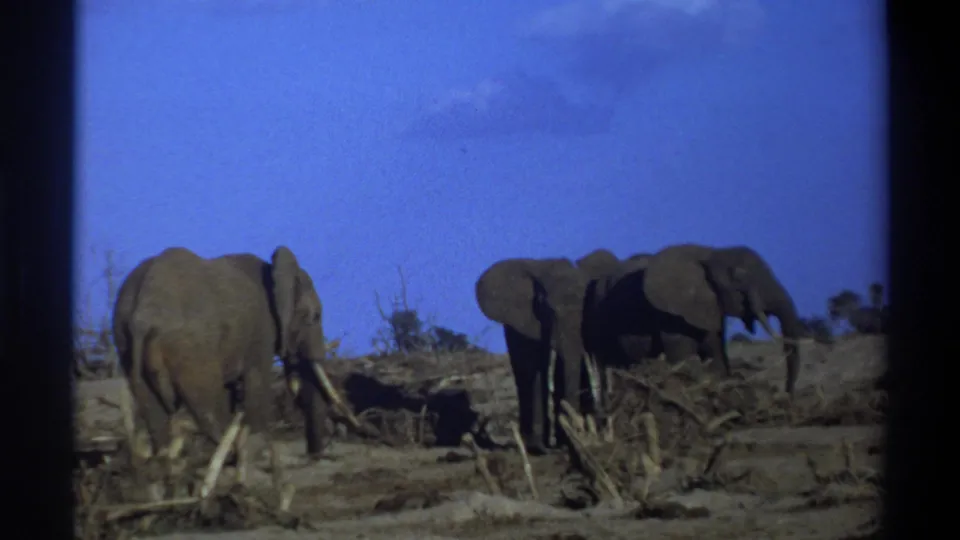 Vintage 8mm South Africa wildlife frame showing elephants with tusks moving through a dry savanna setting.
