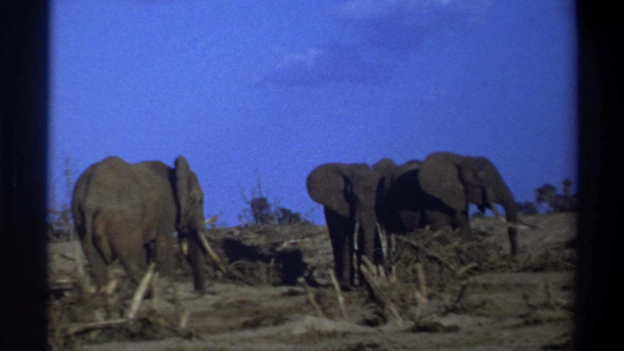 1969 8mm footage from South Africa showing three elephants gathered on dusty ground with sparse brush and a blue sky.