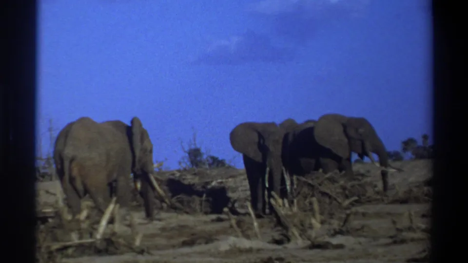 1969 8mm footage from South Africa showing three elephants gathered on dusty ground with sparse brush and a blue sky.