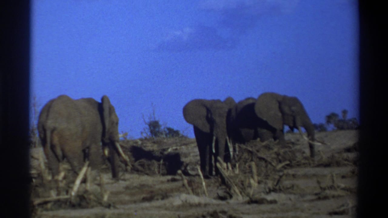 1969 South Africa home-movie frame with three elephants clustered near dry brush and uneven ground beneath a blue sky.