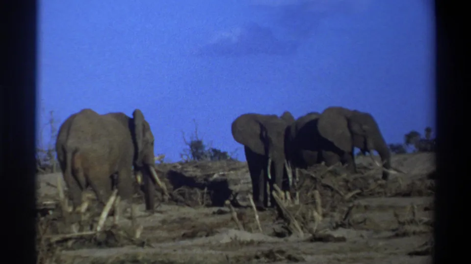 Soft 8mm frame from 1969 South Africa showing three elephants on dry terrain with branches, brush, and open blue sky.