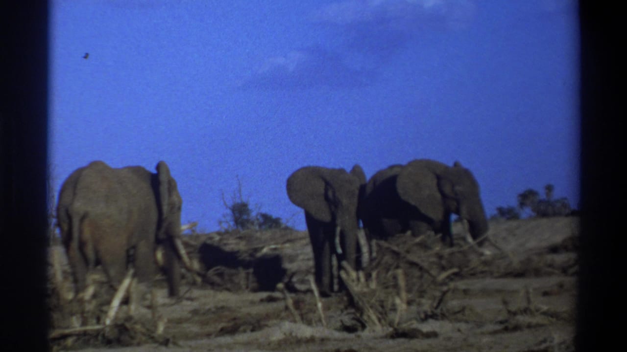 Three tusked elephants forage in dry open terrain in supplied 1969 South Africa 8mm home-movie footage.