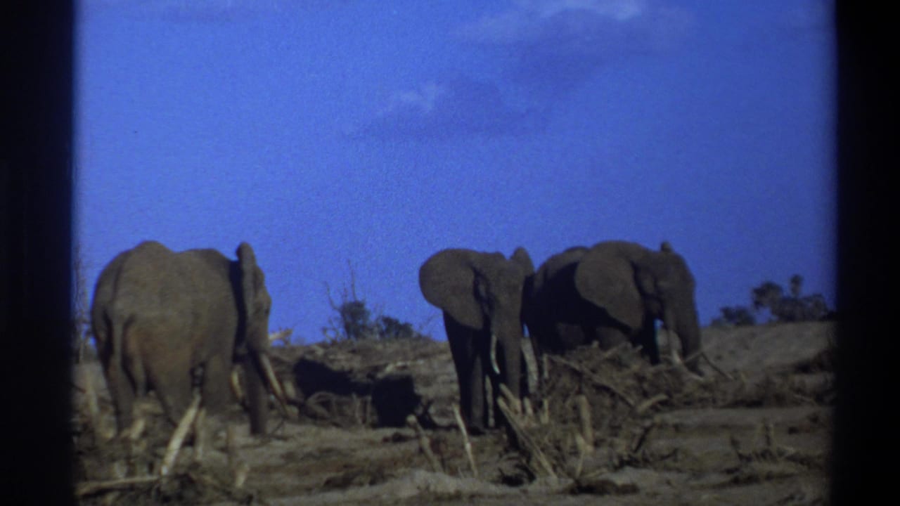 Elephants gather near brush and bare ground in a dry landscape.