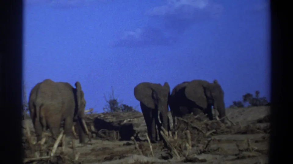 A rear-facing elephant appears at left while two elephants stand farther right in the 1969 8mm wildlife scene.
