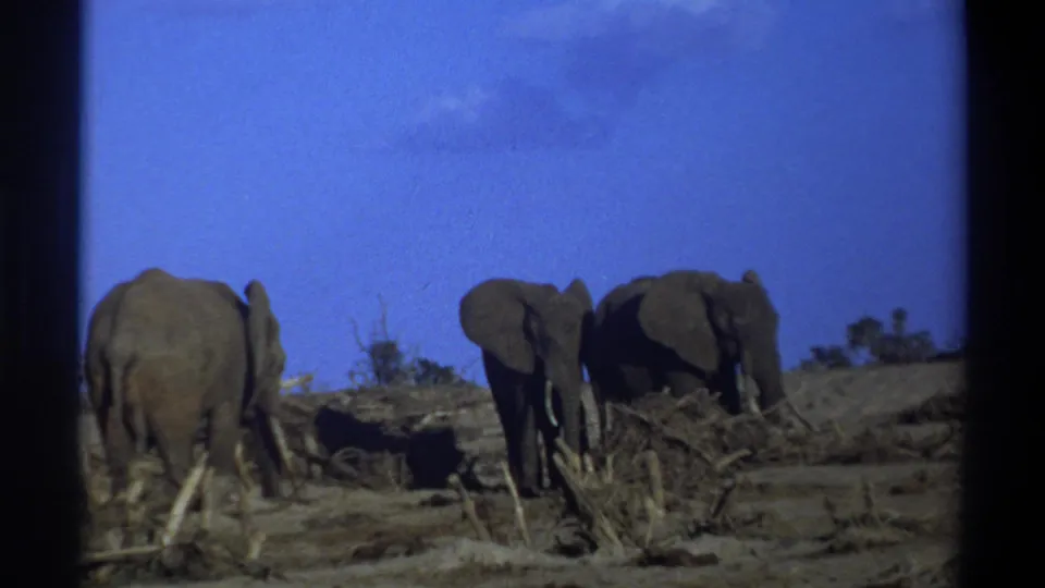 The final frame shows the elephants partly separated among dry branches in supported 1969 South Africa footage.