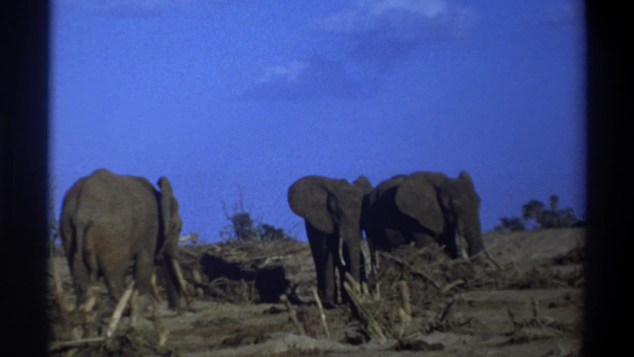 1969 8mm Cape Town-area footage shows three elephants in a dry open field, seen mostly from behind and side view.