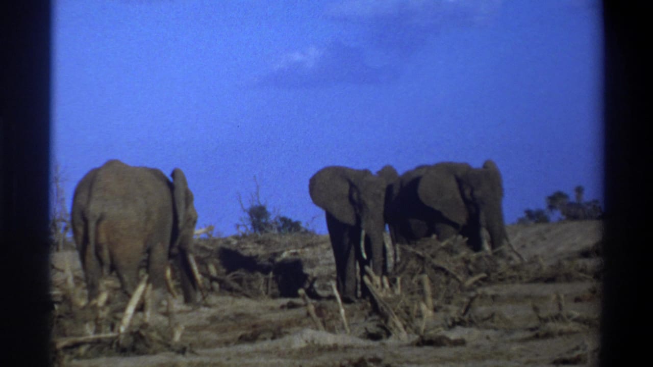 Elephants stand near low brush, with one rear-facing and two grouped to the right.