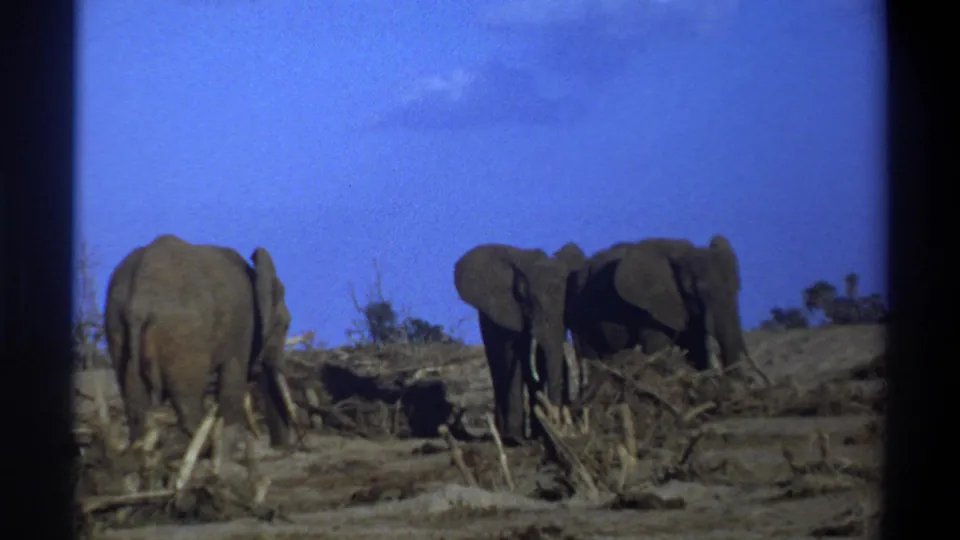 Three elephants remain in a sparse field in the 1969 Cape Town home-movie footage, with tusks and large ears visible on the right group.