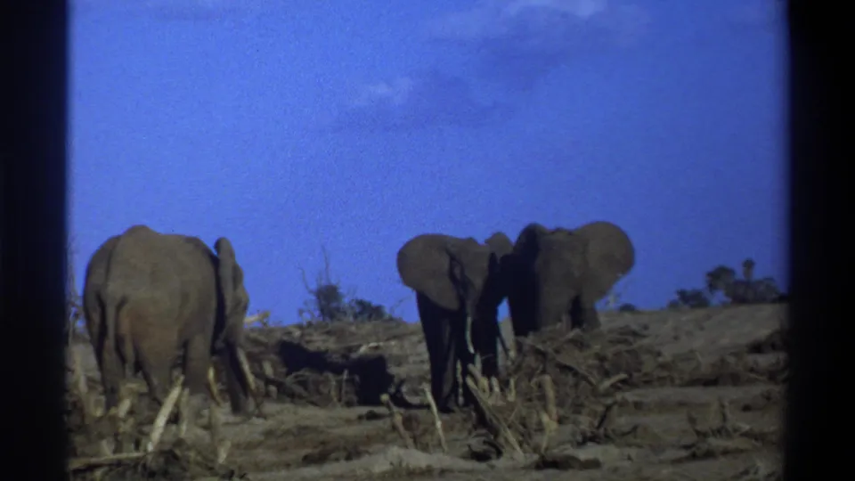 The 8mm frame shows elephants in a dry South African field, with one turned away and two partly overlapping near brush.
