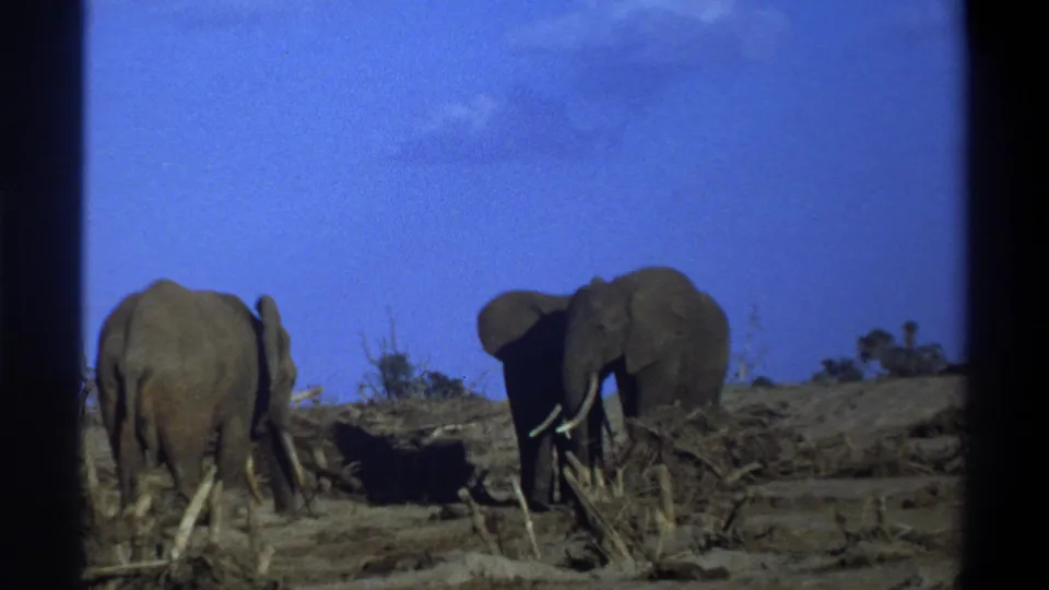 Final frame of the 1969 Cape Town-area 8mm clip shows elephants in a dusty open field, one rear-facing and one turned in profile with tusks visible.