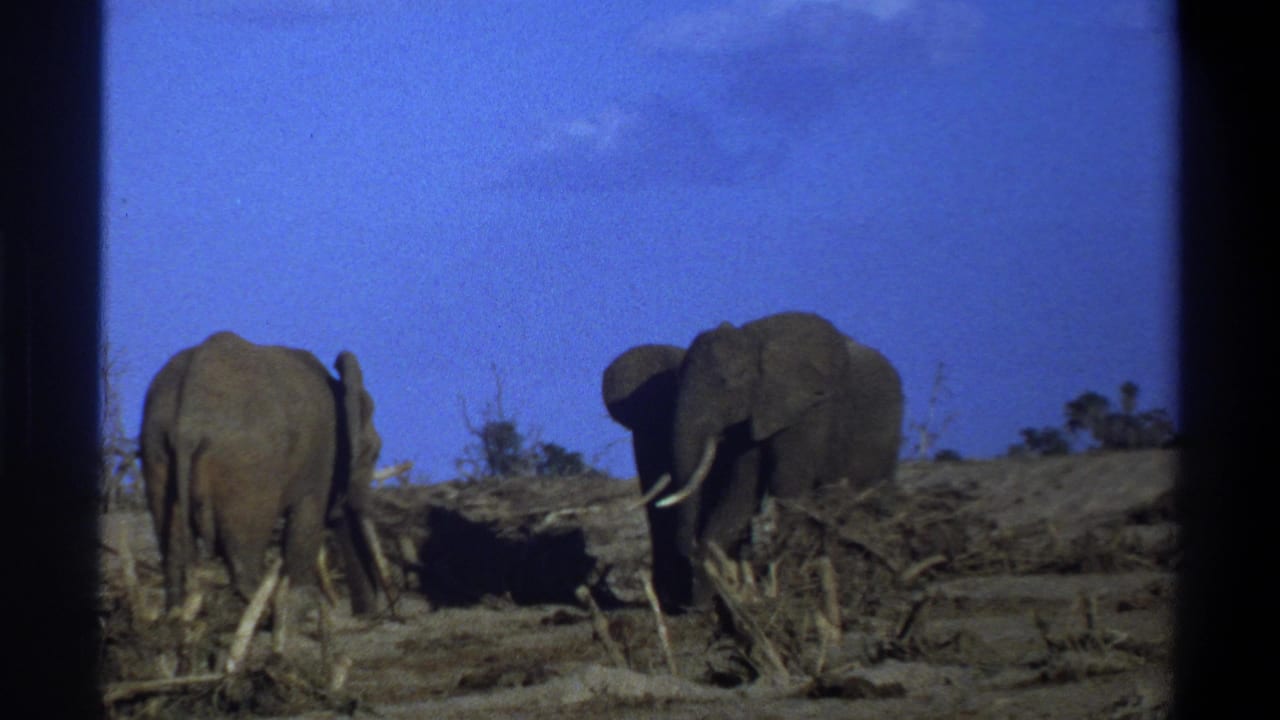 1969 Cape Town 8mm frame showing two tusked elephants in a dry open landscape under a blue sky.