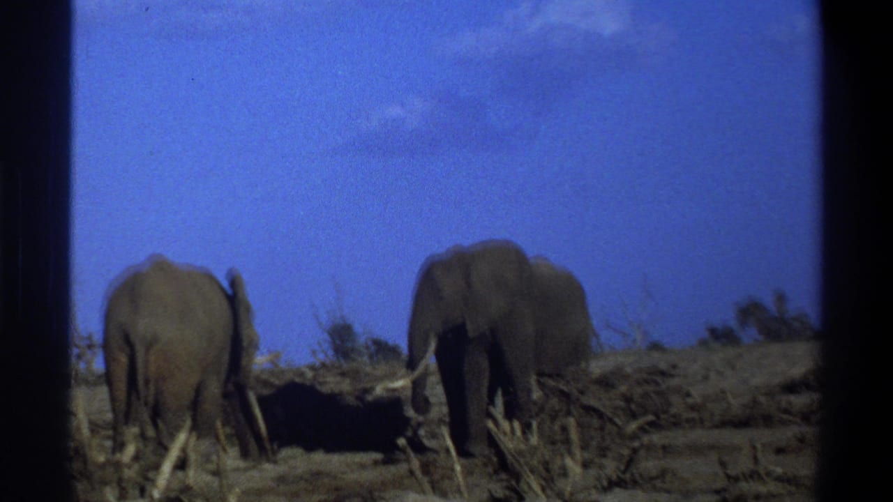 Two elephants face partly away on dry terrain with sparse brush and blue sky behind them.
