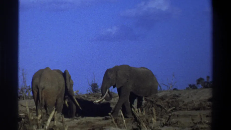 1969 Cape Town 8mm frame showing one elephant from behind and another in side view in a dry wildlife setting.