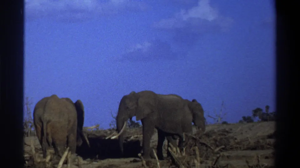 1969 Cape Town 8mm frame with two elephants in a dry open landscape, one walking or standing in profile.