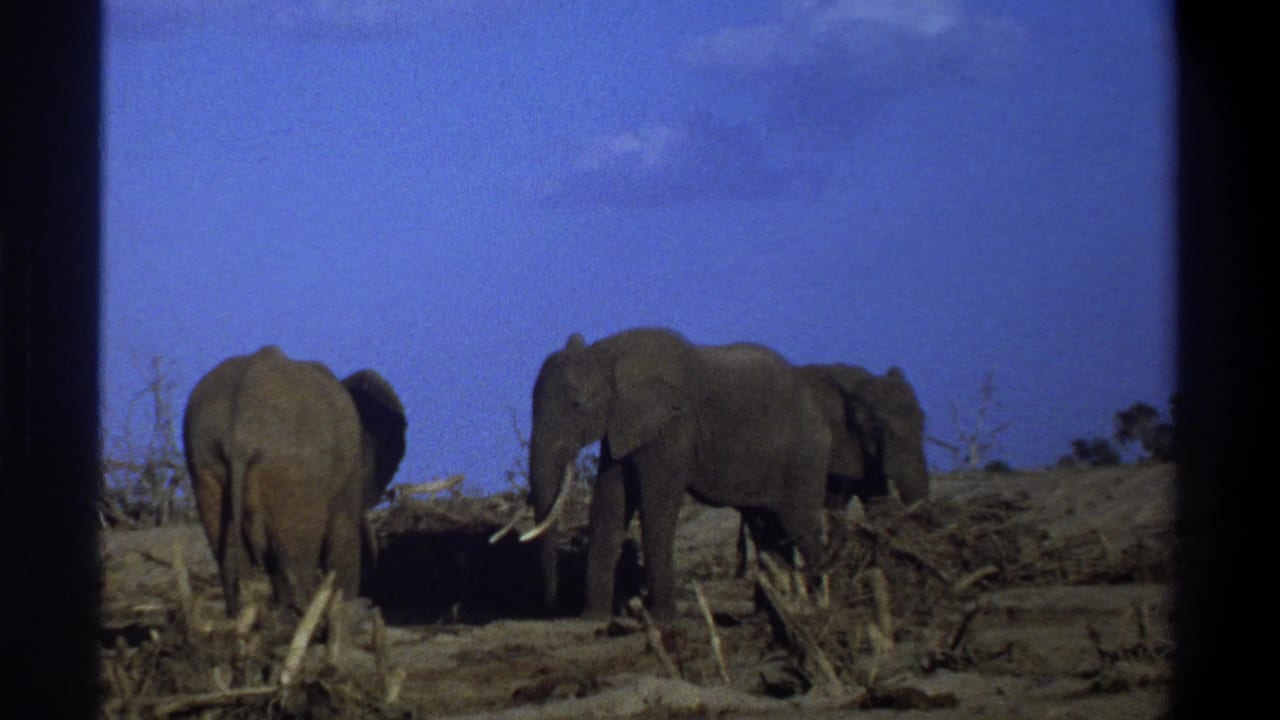 1969 8mm home-movie frame near Cape Town showing several elephants in a dry, brush-filled landscape under a blue sky.