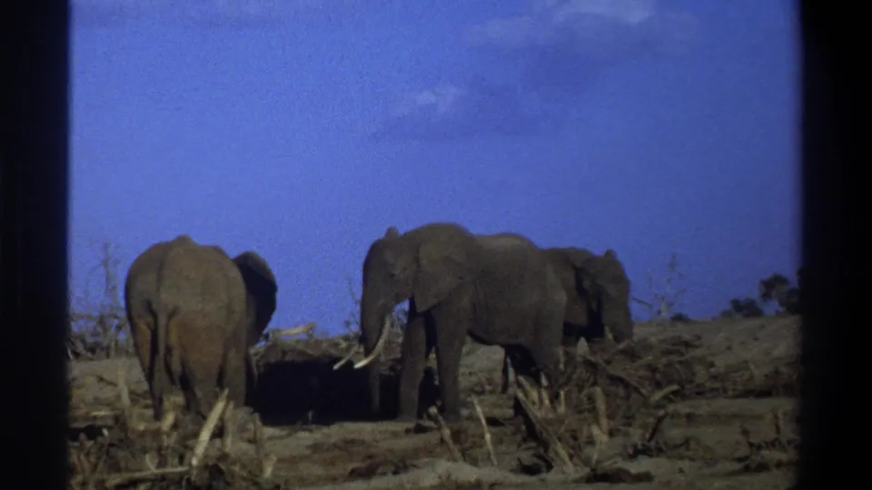 1969 8mm home-movie frame near Cape Town showing several elephants in a dry, brush-filled landscape under a blue sky.